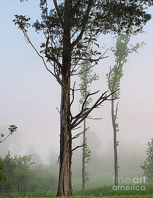 Wall Art - Photograph - Foggy Tree by Cindy's Creative Corner