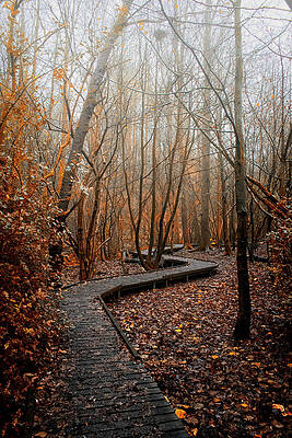 Foggy Woodland Walk by John Lindsey Photography