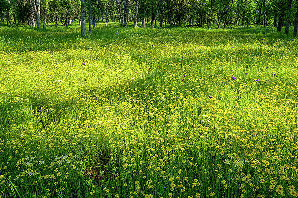 Wall Art - Photograph - Foothill Oak Woodlands Wildflowers Badger  by Brett Harvey