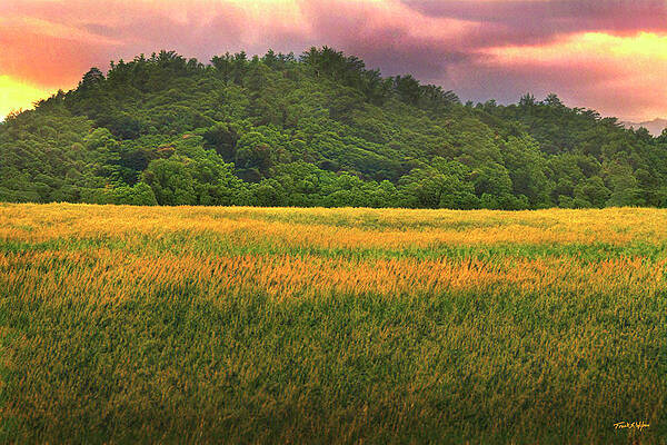 Wall Art - Photograph - Forest And Meadow D by Frank Wilson