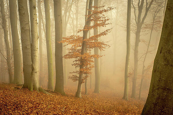 Forest by Davorin Mance Forest by Davorin Mance