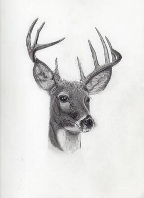 Forest Friend by Deborah Burns Forest Friend by Deborah Burns