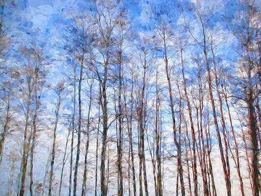 Forest by Jokannan