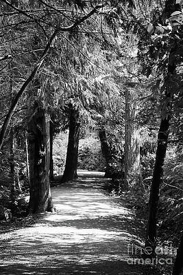 Forest Path - British Columbia by Sue Harper Forest Path - British Columbia by Sue Harper