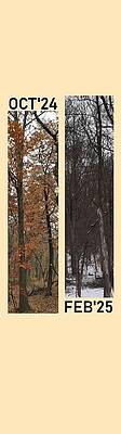 Wall Art - Photograph - Forest Seasoning by Roger Swezey