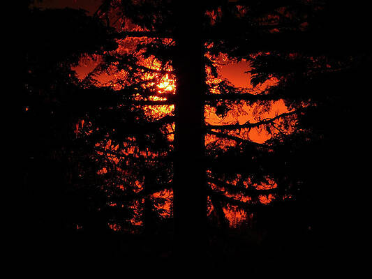 Wall Art - Photograph - Forest Sunset by Carl Moore