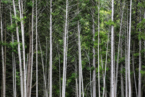 Forest Trees by Karol Livote Forest Trees by Karol Livote