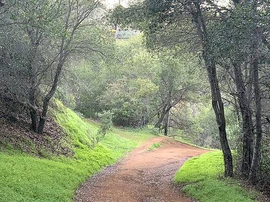 Fork in the Forest Path by Talia Almarsi