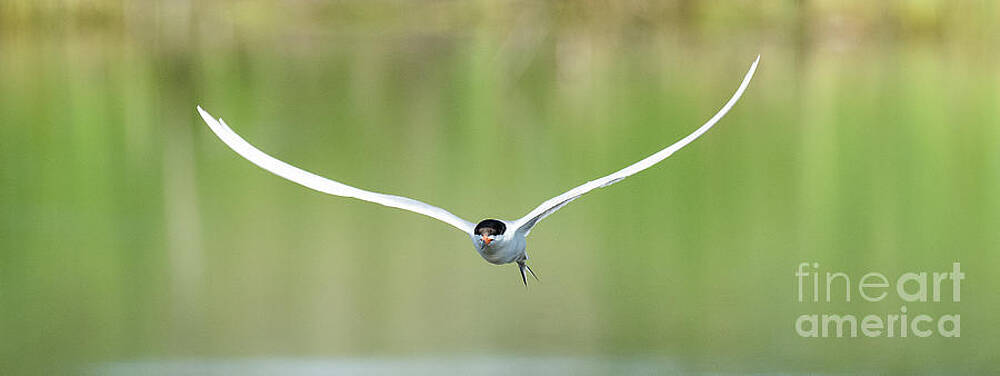 Forster's Tern Gone Fishing by Dennis Hammer Forster's Tern Gone Fishing by Dennis Hammer