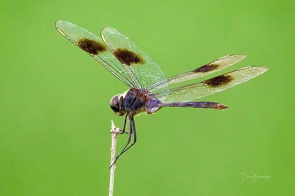 Wall Art - Photograph - Four-spotted Pennant #2578 by Dan Beauvais