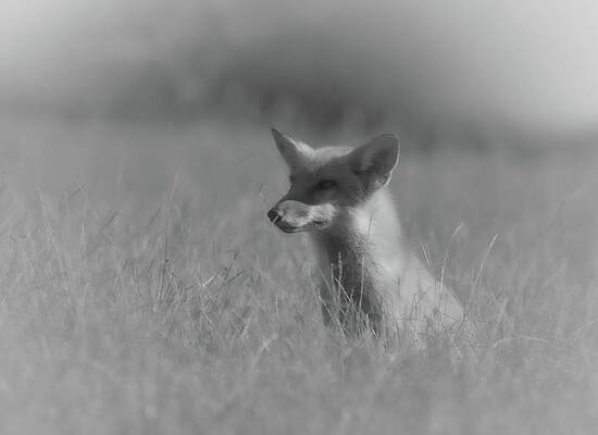 Fox Black and White Photo by Bruce Pritchett Fox Black and White Photo by Bruce Pritchett