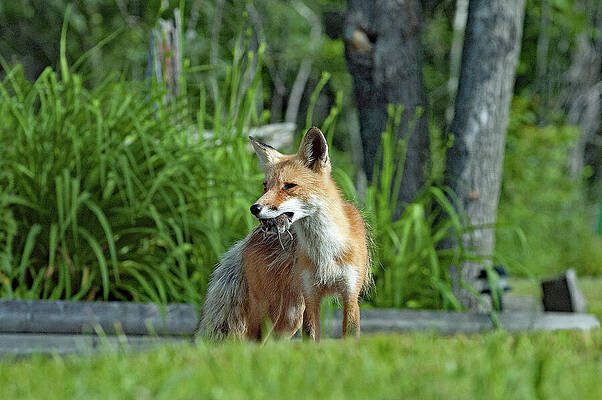 Fox in the Garden With Prey by Shonna Hawkins