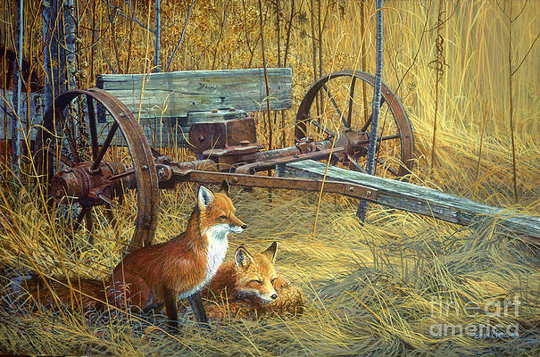FOX by SCOTT ZOELLICK FOX by SCOTT ZOELLICK