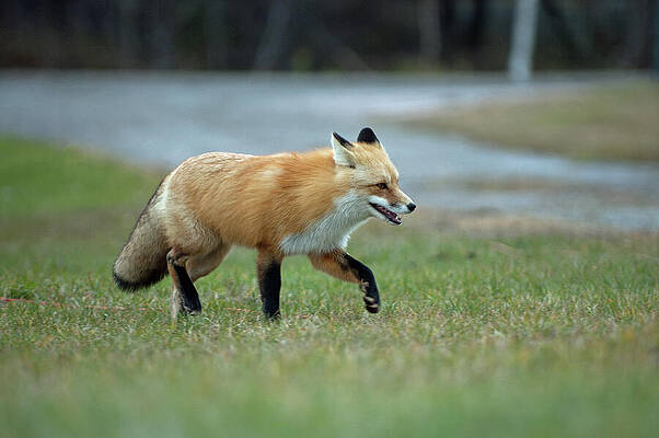 Fox Strolling Through Grass by Shonna Hawkins