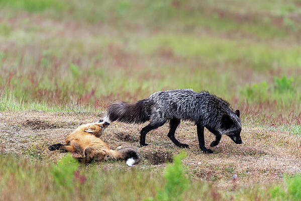 Foxes at South Beach by Michael Lee Foxes at South Beach by Michael Lee