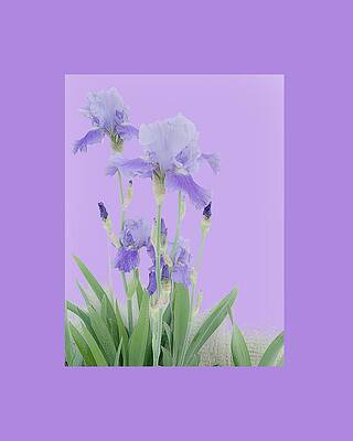 Framed Purple Irises by Diane Lindon Coy Framed Purple Irises by Diane Lindon Coy