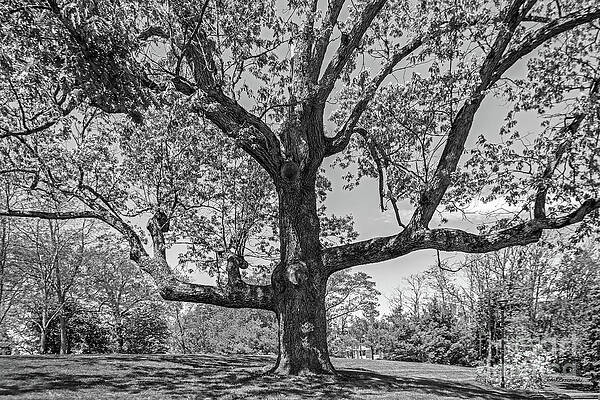 Framingham State University Landscape by University Icons Framingham State University Landscape by University Icons