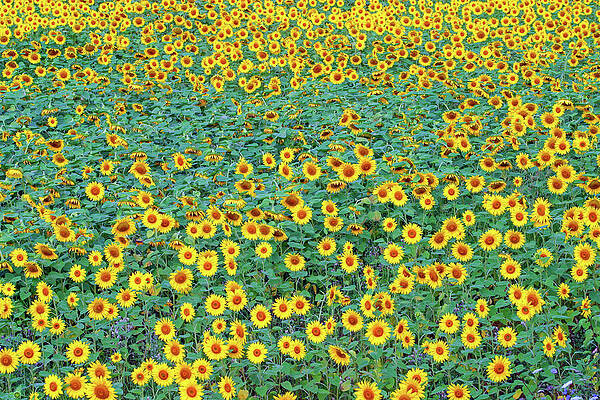 Summer Photograph - France, Gers, Sunflower Field by Seeables Visual Arts