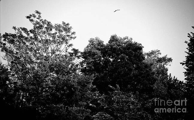 Free Bird Golden Hour Sunset - Black and White by Frank J Casella Free Bird Golden Hour Sunset - Black and White by Frank J Casella