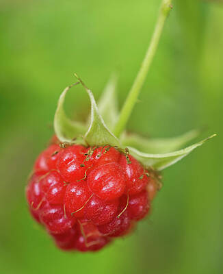 Wall Art - Photograph - Fresh Red Raspberry by Iris Richardson
