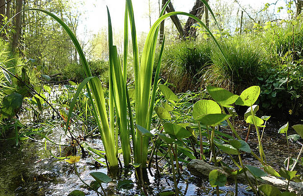Fresh reed by Erik Tanghe Fresh reed by Erik Tanghe