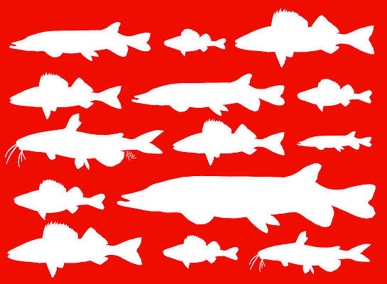 Freshwater fishes on holiday red by Rebecca Eberts Freshwater fishes on holiday red by Rebecca Eberts