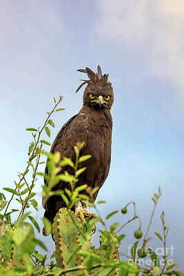 Wall Art - Photograph - Front view of a long-crested eagle, lophaetus occipitalis, perched in a tree in Queen Elizabeth National Park, Uganda. Soft blue sky background by Jane Rix
