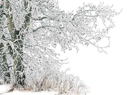 Frost Covered Poplars by Dan Jurak Frost Covered Poplars by Dan Jurak