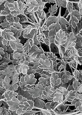 Wall Art - Photograph - Frost Covered Chrysanthemum Leaves Black and White by Kathi Mirto