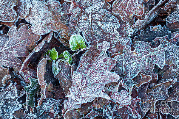 Frosted oak leaves in winter by Louise Heusinkveld Frosted oak leaves in winter by Louise Heusinkveld