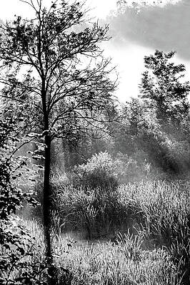 Frosty Forest by Don Nieman Frosty Forest by Don Nieman
