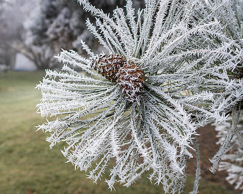 Frosty Pine by Mark Mille Frosty Pine by Mark Mille