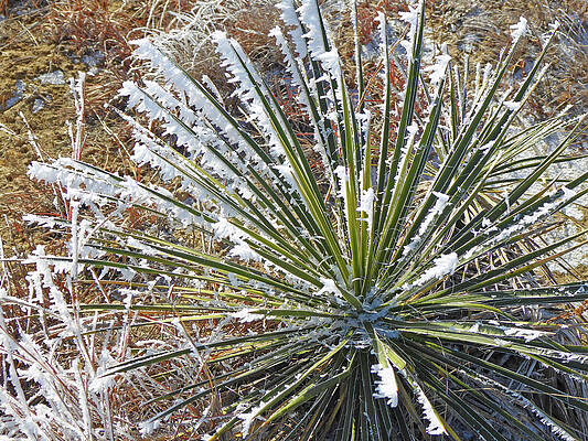 Frosty Yucca by Cris Fulton Frosty Yucca by Cris Fulton