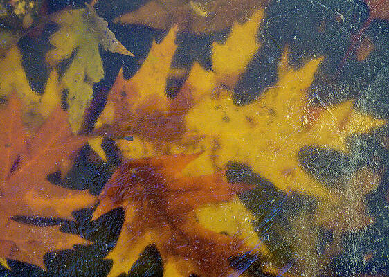 Frozen Leaves by Joe Mauler