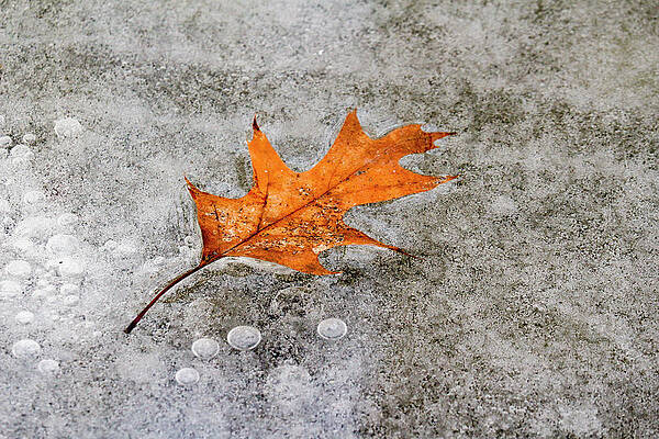 Frozen Oak Leaf by Todd Bannor Frozen Oak Leaf by Todd Bannor