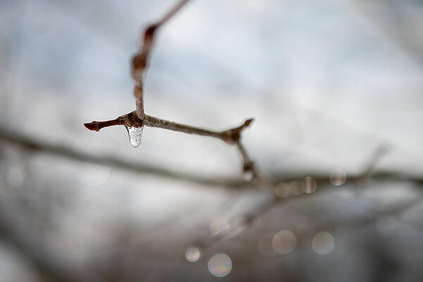Frozen Twig by Evan Foster Frozen Twig by Evan Foster