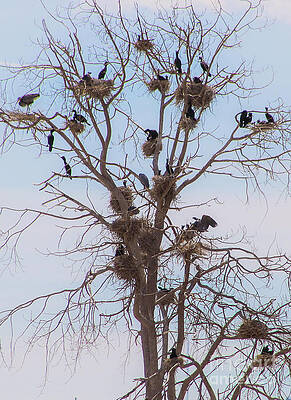 Full House by Shirley Dutchkowski Full House by Shirley Dutchkowski