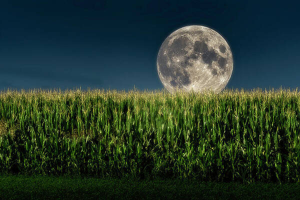 Full Moon over cornfield by Wolfgang Stocker Full Moon over cornfield by Wolfgang Stocker