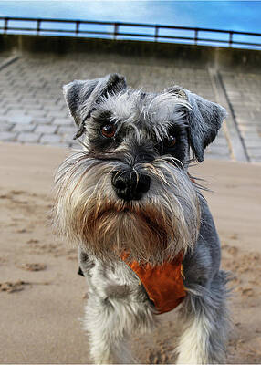 Funny Dog by Michael Kerr Funny Dog by Michael Kerr