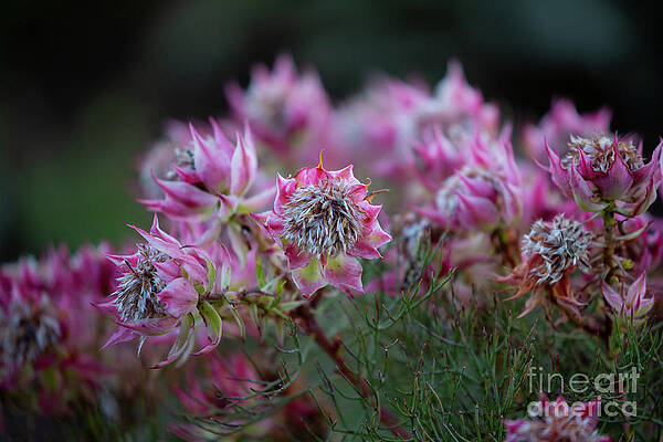 Fynbos by Eva Lechner Fynbos by Eva Lechner