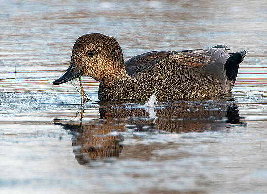 Gadwall by Wade Aiken Gadwall by Wade Aiken