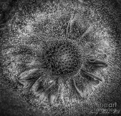 Gaillardia frozen BW by Barry Bohn Gaillardia frozen BW by Barry Bohn