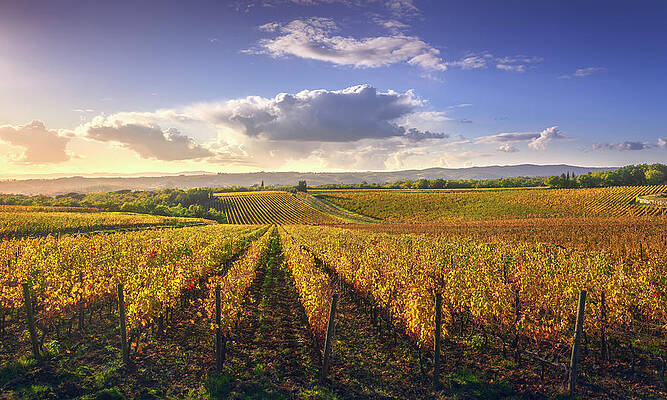 Gaiole in Chianti vineyards. Tuscany by Stefano Orazzini Gaiole in Chianti vineyards. Tuscany by Stefano Orazzini