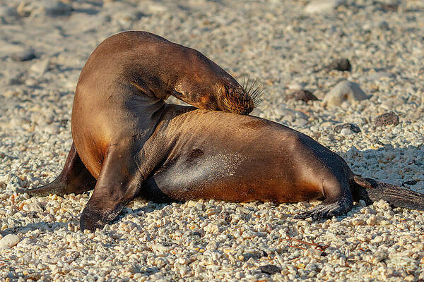 Wall Art - Photograph - Galapagos Sea Lion Backbend by Nancy Gleason