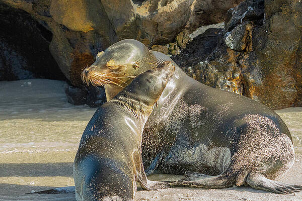 Wall Art - Photograph - Galapagos Sea Lion Mother and Young by Nancy Gleason
