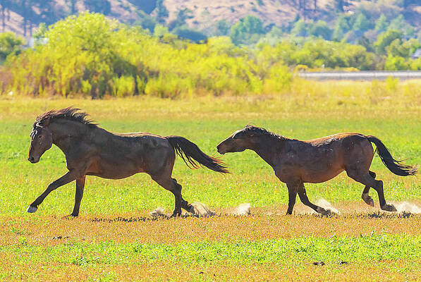 Galloping in a Field by Marc Crumpler Galloping in a Field by Marc Crumpler