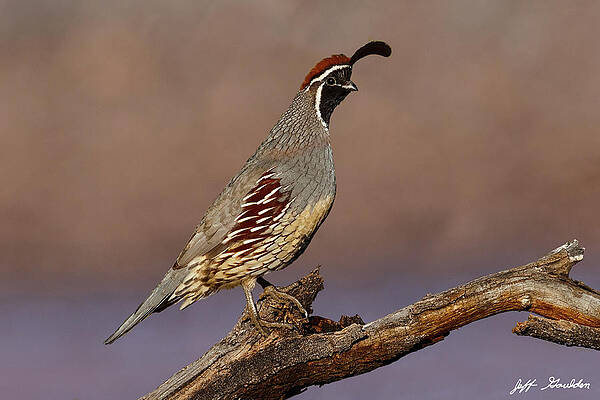 Gambel's Quail Perched on a Branch by Jeff Goulden Gambel's Quail Perched on a Branch by Jeff Goulden