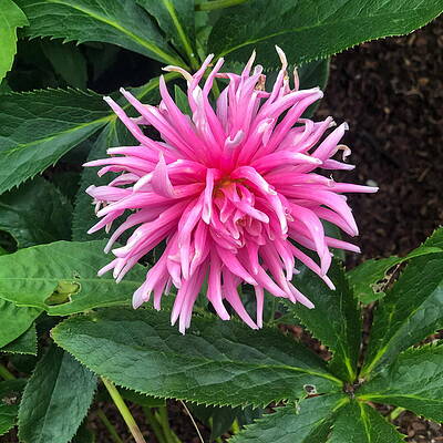 Wall Art - Photograph - Garden Dahlia by Grey Coopre