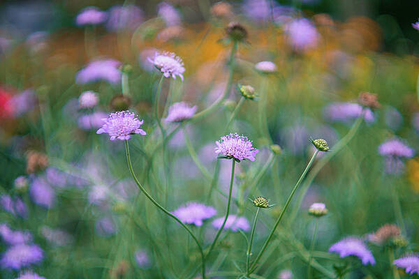 Garden Glory by June Marie Sobrito Garden Glory by June Marie Sobrito