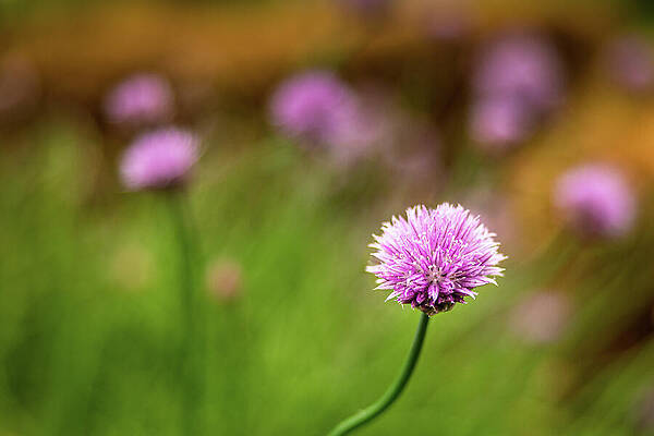 Wall Art - Photograph - Garden Whisper by Robert Niemeier